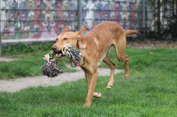 Baco - der badische Don Juan