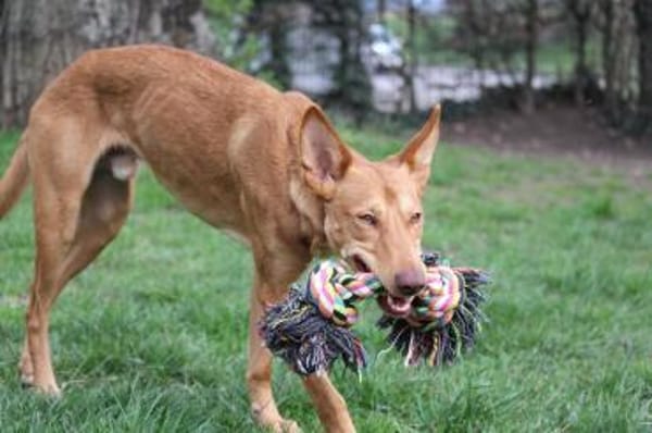 Baco - der badische Don Juan