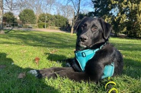 Cosmo - Schäfi-Mix in 55116 Mainz