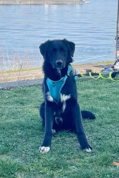 Cosmo - Schäfi-Mix in 55116 Mainz