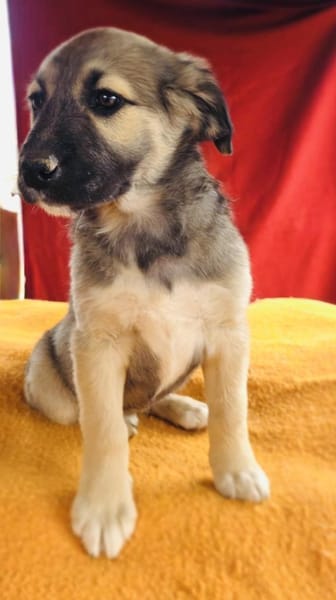 Heidi sucht ein Zuhause