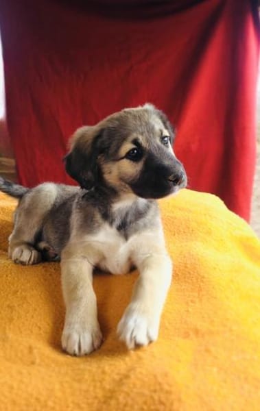 Heidi sucht ein Zuhause