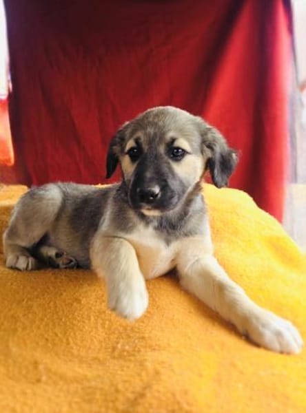 Heidi sucht ein Zuhause