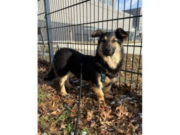 Papaya - wartet in 29303 Bergen