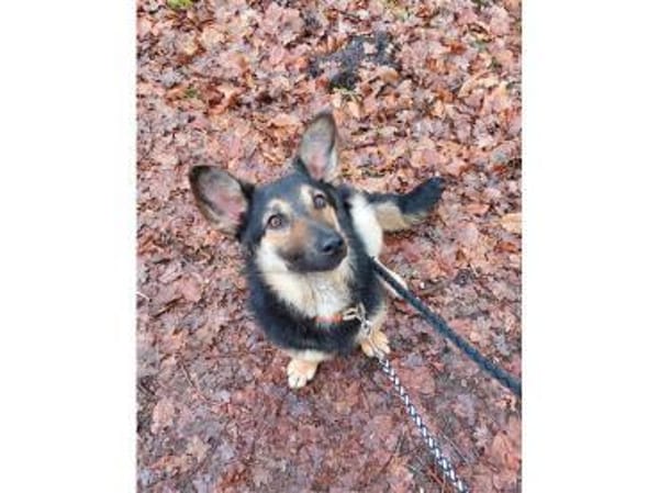 Papaya - wartet in 29303 Bergen