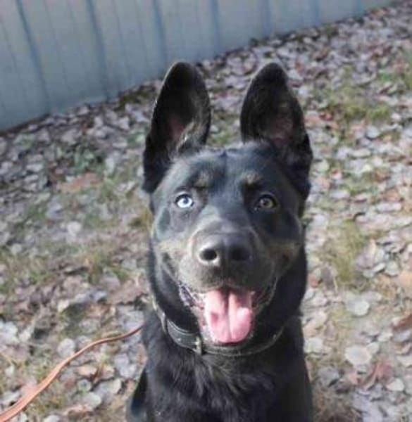 Dante,neugierig, freundl.voller Energie