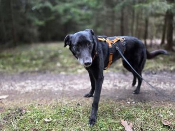 sanfter Riese Rimo auf PS 86637