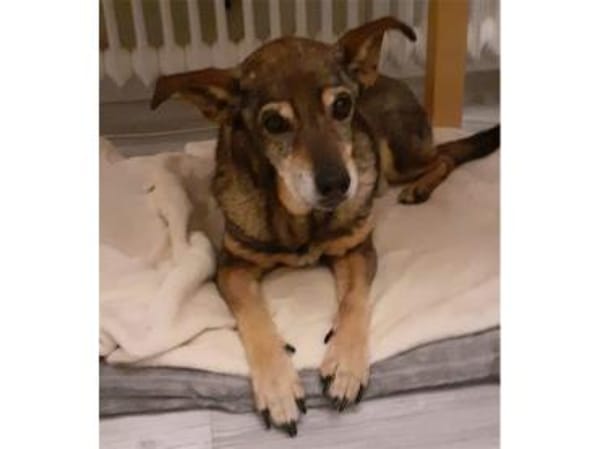 Trudi  wartet in 91320 Ebermannstadt