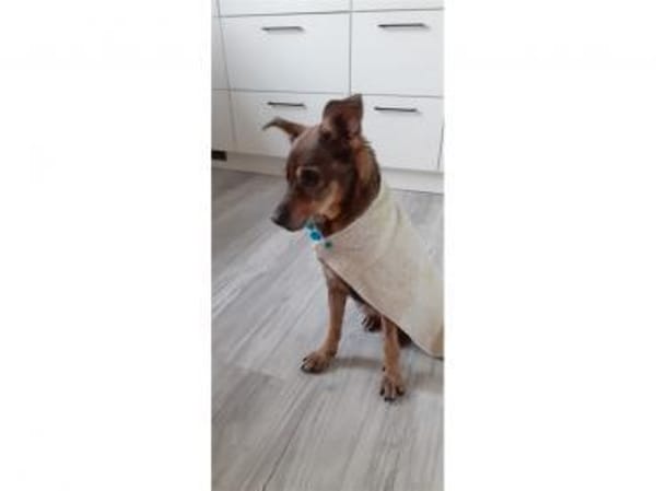 Trudi  wartet in 91320 Ebermannstadt