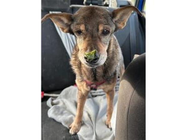 Trudi  wartet in 91320 Ebermannstadt