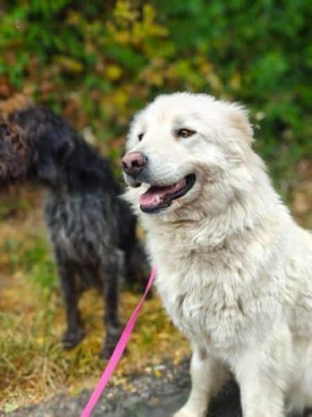 KIM -selbstbewusste Maremmano Hündin