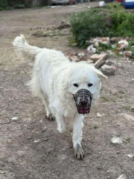 KIM -selbstbewusste Maremmano Hündin