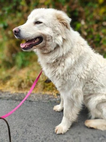 KIM -selbstbewusste Maremmano Hündin