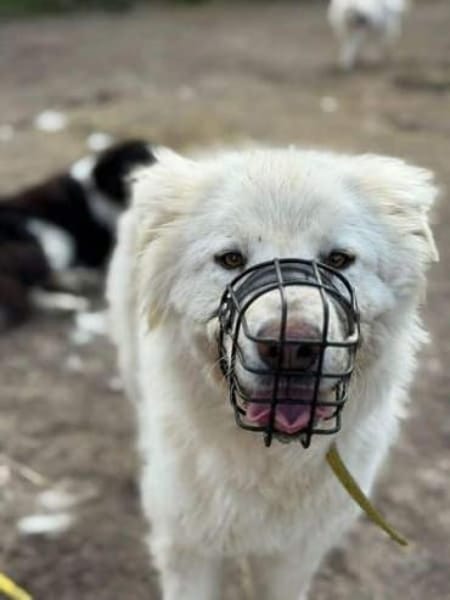 KIM -selbstbewusste Maremmano Hündin