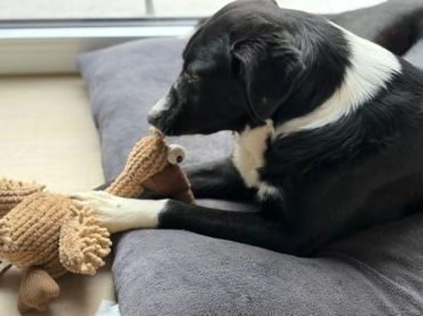 MALABA -freundlich, offen & neugierig-