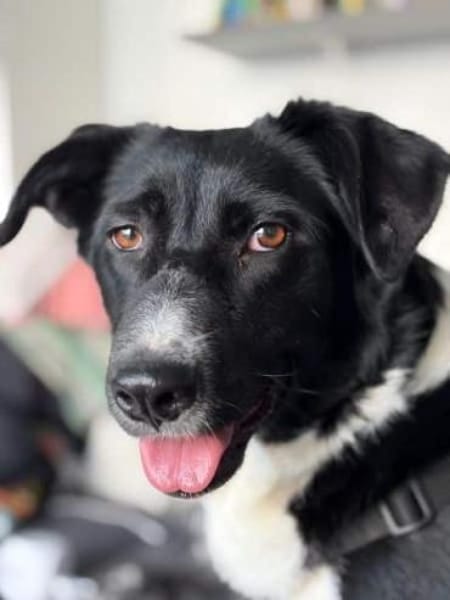 MALABA -freundlich, offen & neugierig-