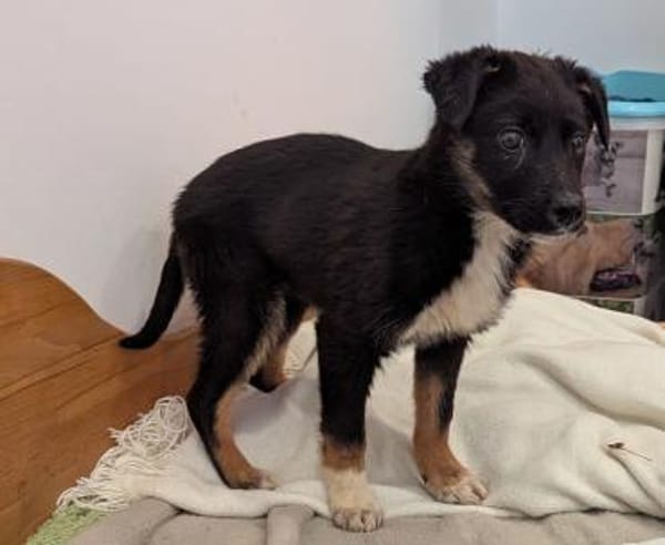 Pixie sucht ein Zuhause