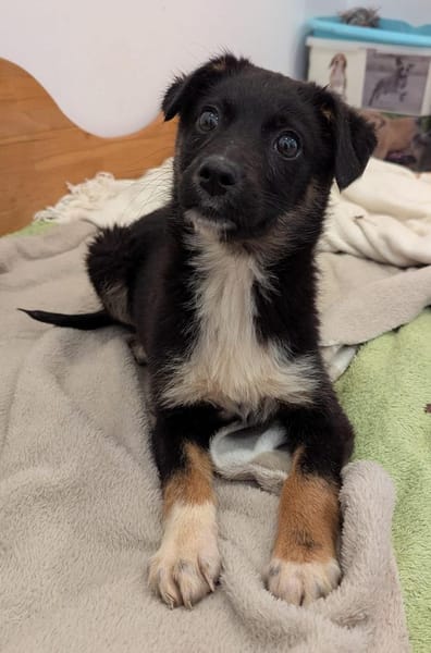 Pixie sucht ein Zuhause