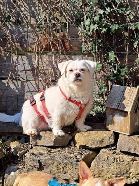 Susy kleine Mixhündin 4-6 Jahre 97318