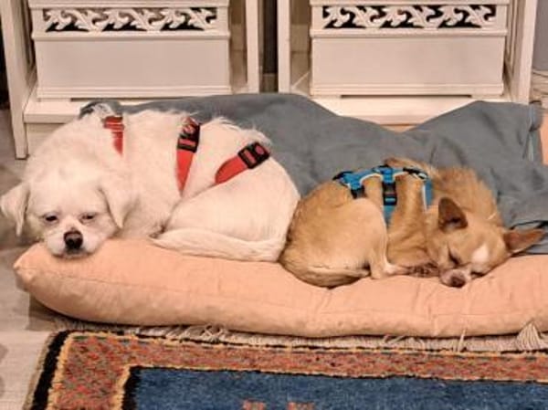 Susy kleine Mixhündin 4-6 Jahre 97318