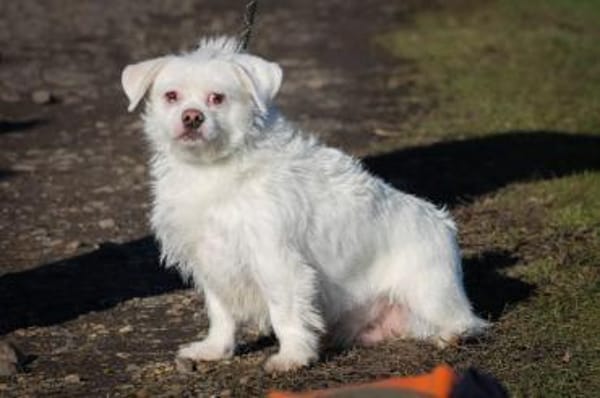 Susy kleine Mixhündin 4-6 Jahre 97318