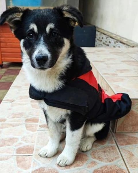 Fröhliche, süße Bella