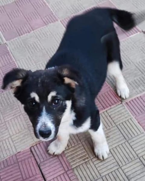 Fröhliche, süße Bella