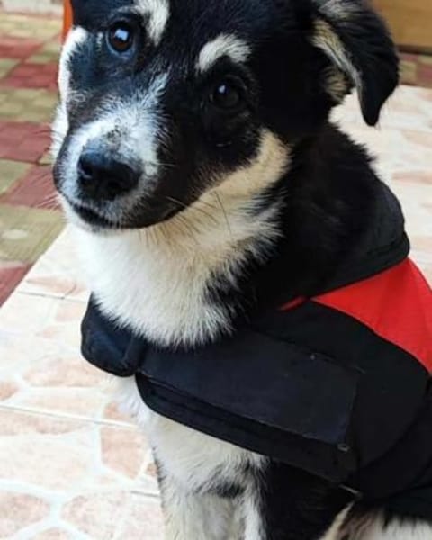 Fröhliche, süße Bella