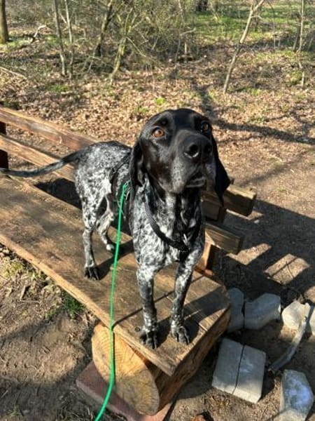 Bobby 😍 Pointer-Mix auf Pflegest. in D
