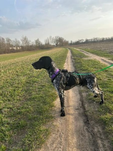 Bobby 😍 Pointer-Mix auf Pflegest. in D