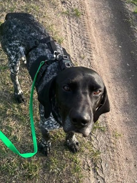 Bobby 😍 Pointer-Mix auf Pflegest. in D
