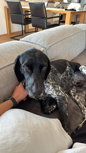 Bobby 😍 Pointer-Mix auf Pflegest. in D
