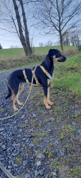 Ortensia 💛💛💛 sonniges Hundemädchen