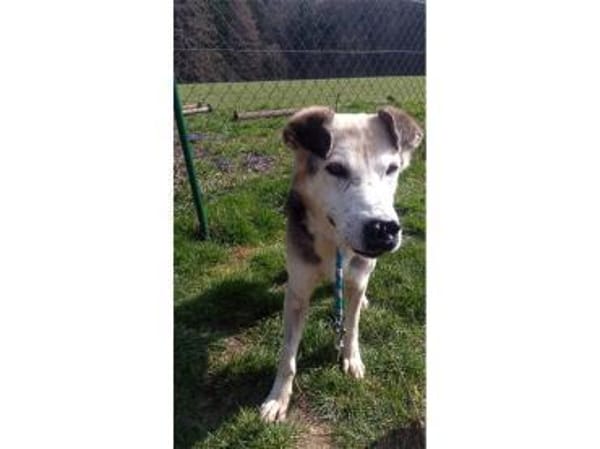 Opi - wartet in 74417 GschwendHundsberg