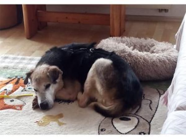 Opi - wartet in 74417 GschwendHundsberg