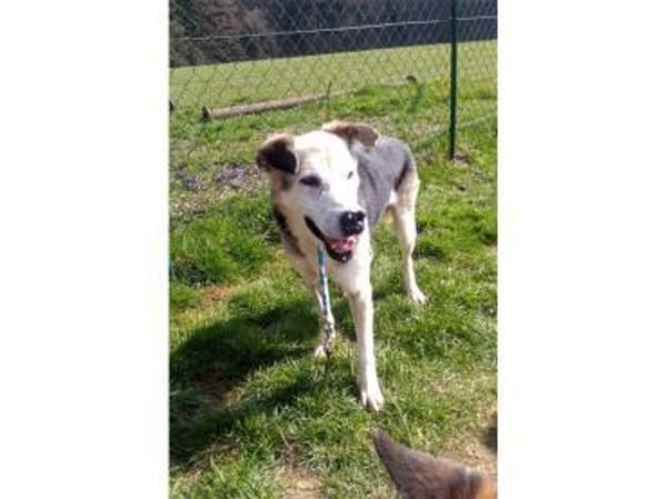 Opi - wartet in 74417 GschwendHundsberg