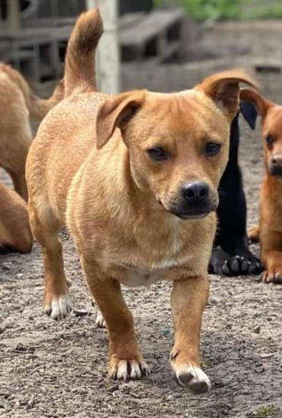 BALU jetzt auf PS in 45529 Hattingen