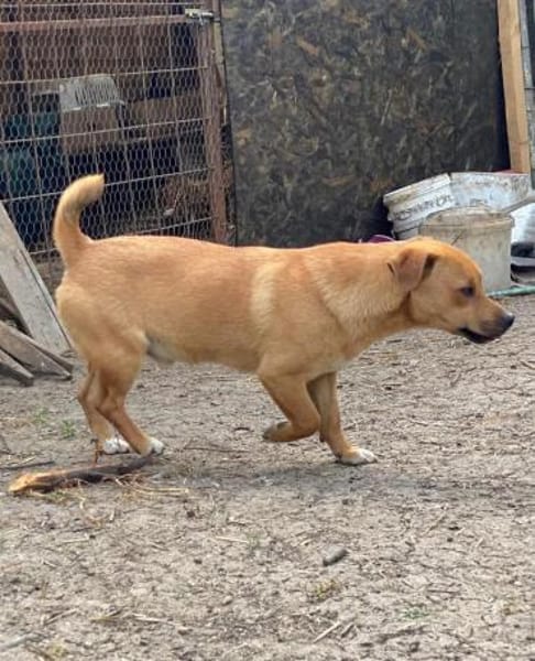 BALU jetzt auf PS in 45529 Hattingen