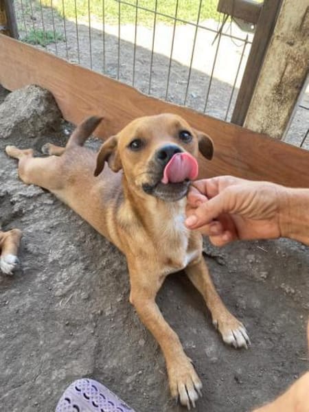 BALU jetzt auf PS in 45529 Hattingen