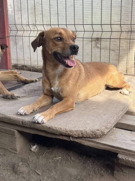 BALU jetzt auf PS in 45529 Hattingen