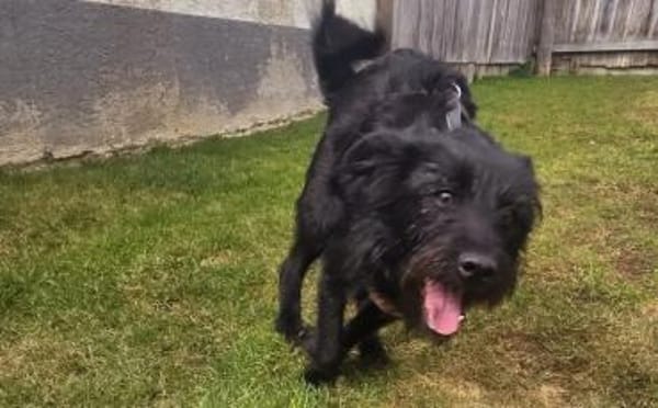 Salome: Energie trifft Schmusebacke