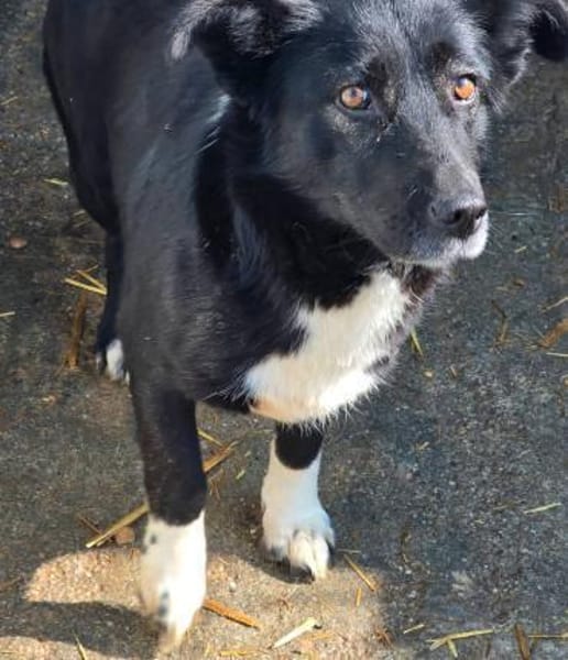 BATTY - jetzt auf PS in 50170 Kerpen