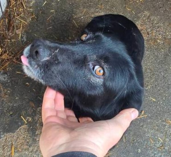 BATTY - jetzt auf PS in 50170 Kerpen