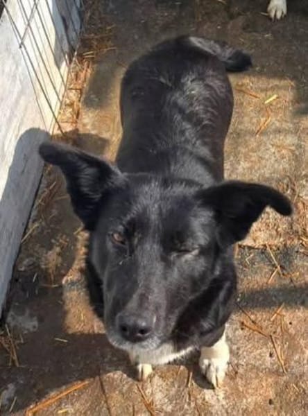 BATTY - jetzt auf PS in 50170 Kerpen