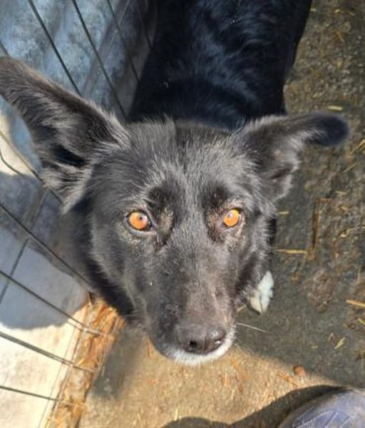 BATTY - jetzt auf PS in 50170 Kerpen