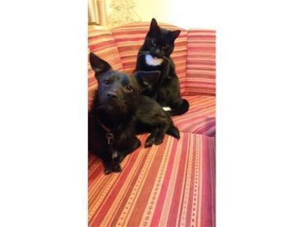 Pepino - wartet in 22459 Hamburg