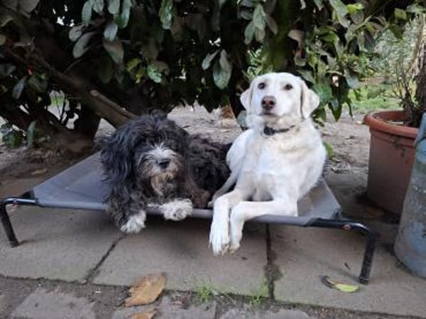 Bildschöne Ria mit Handicap