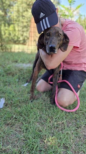 Dino - zauberhafter Schatz auf PS in D