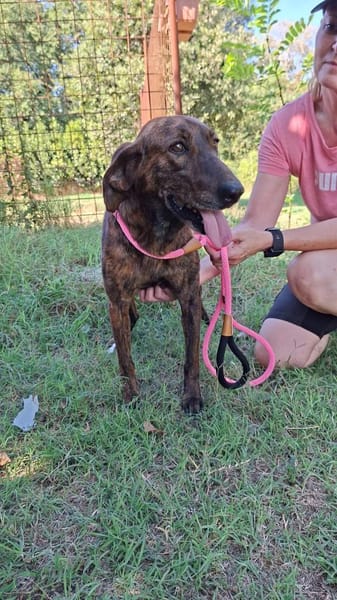 Dino - zauberhafter Schatz auf PS in D