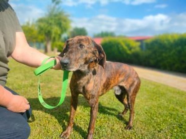 Dino - zauberhafter Schatz auf PS in D